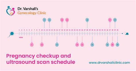 prenatal ultrasound timeline